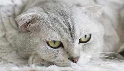 乐鱼体育-九游体育：在数字竞技时代点亮热爱与信任的灯