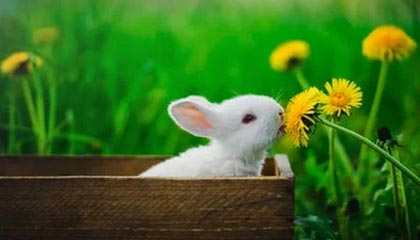 乐鱼体育-九游体育：在数字竞技时代点亮热爱与信任的灯